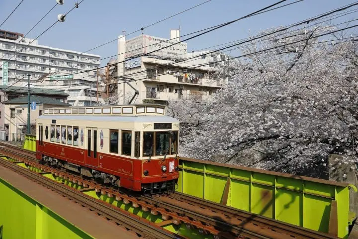 Cherry Blossoms And Sweets! Hop On The TOKYO SAKURA TRAM In Spring