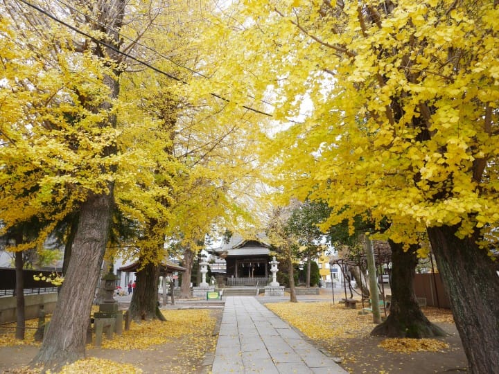 水鄉楓葉