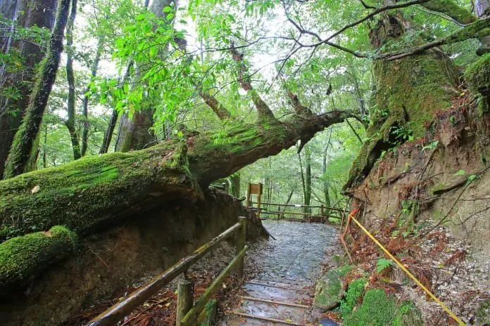 鹿兒島出發 種子島-屋久島 離島避世遊 (二)