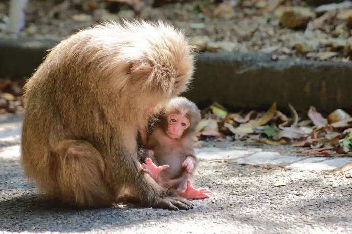 鹿兒島出發 種子島-屋久島 離島避世遊 (二)