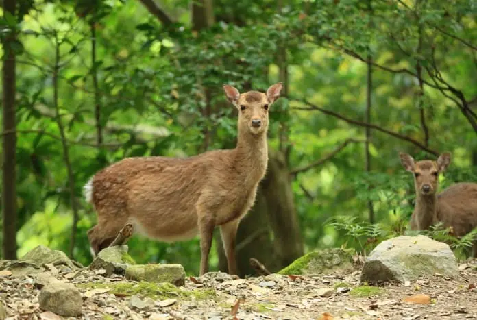 鹿兒島出發 種子島-屋久島 離島避世遊 (二)