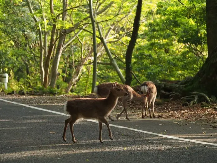 鹿兒島出發 種子島-屋久島 離島避世遊 (二)