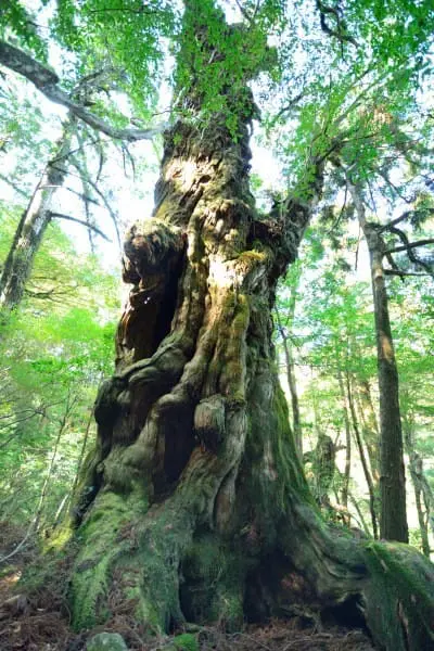 鹿兒島出發 種子島-屋久島 離島避世遊 (二)