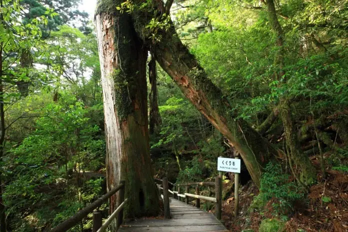 鹿兒島出發 種子島-屋久島 離島避世遊 (二)