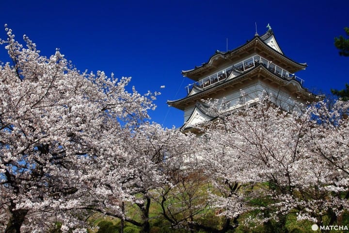 与富士山、温泉、城堡共赏!关东近郊赏花景点7选(2019年版)