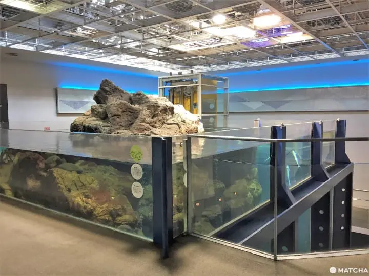 城崎海洋世界颠覆水族馆体验眺日本海摸可爱海豚