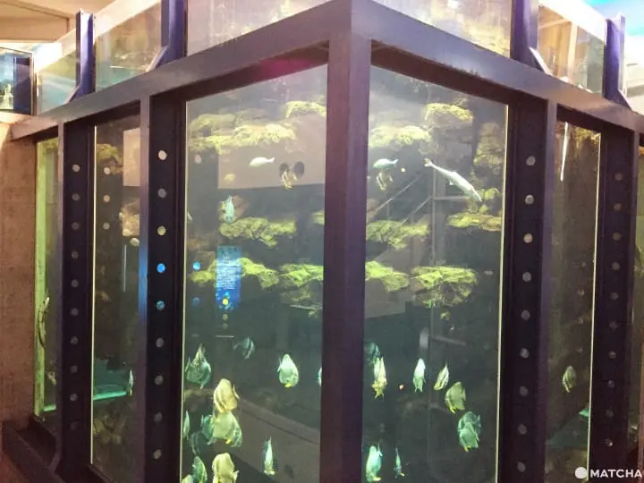 城崎海洋世界颠覆水族馆体验眺日本海摸可爱海豚