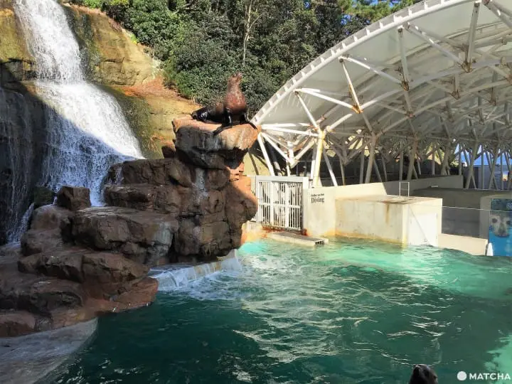 城崎海洋世界颠覆水族馆体验眺日本海摸可爱海豚