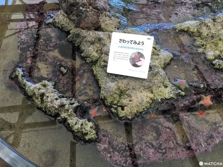 城崎海洋世界颠覆水族馆体验眺日本海摸可爱海豚