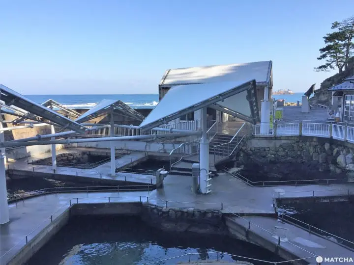城崎海洋世界颠覆水族馆体验眺日本海摸可爱海豚
