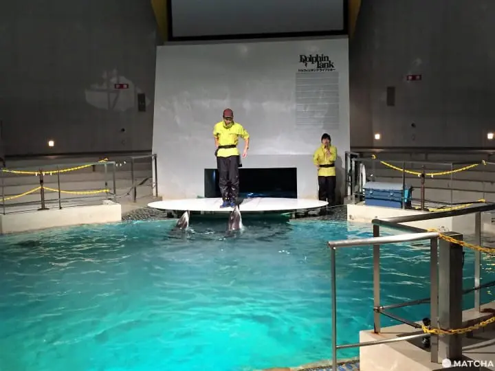 城崎海洋世界颠覆水族馆体验眺日本海摸可爱海豚