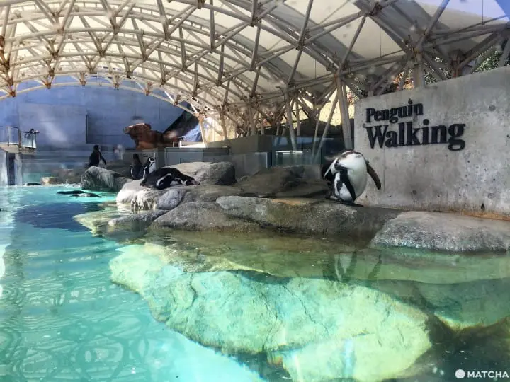 城崎海洋世界颠覆水族馆体验眺日本海摸可爱海豚