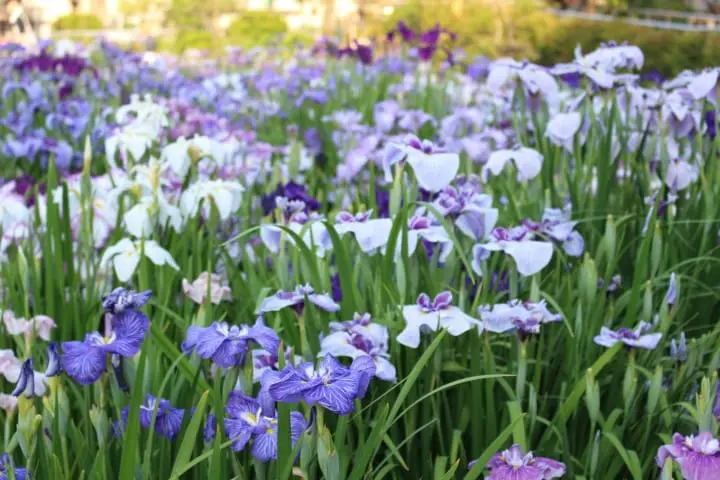 利用「下町日和車票」，穿越時空回味往日的夏日風情！