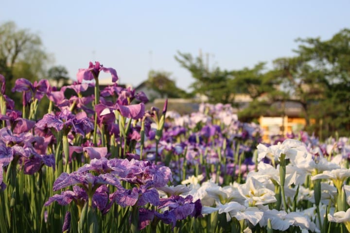 利用「下町日和車票」,穿越時空回味往日的夏日風情!