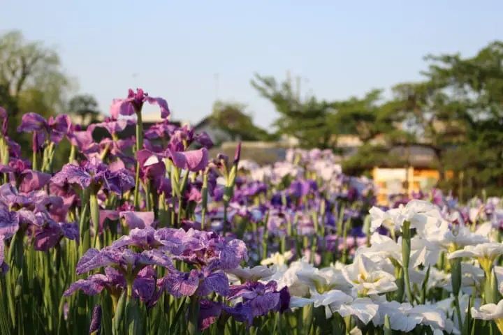 利用「下町日和車票」，穿越時空回味往日的夏日風情！