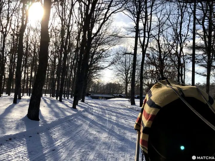 北國優駿公園馬雪橇