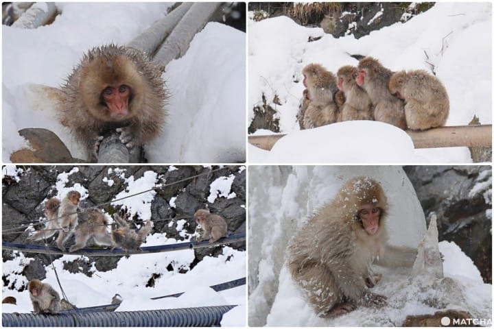 長野snow monkey