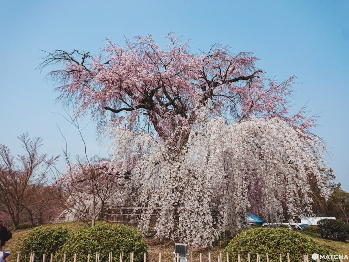 【京都】八坂神社半天女子散步提案