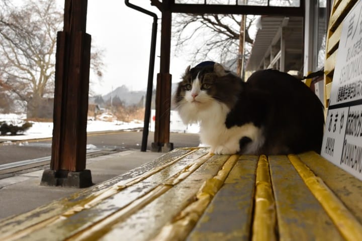 東北地方の癒し旅なら温泉 動物 秋田犬やネコ キツネと過ごす冬 Matcha 訪日外国人観光客向けwebマガジン