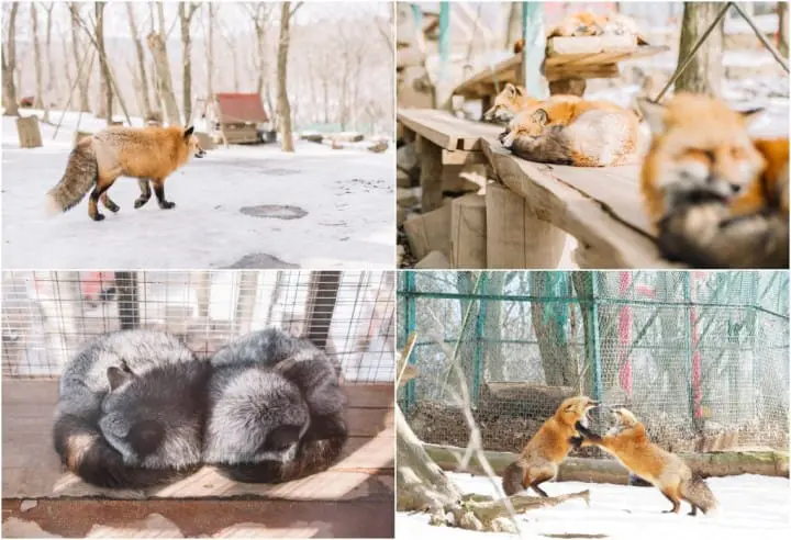 宮城藏王狐狸村