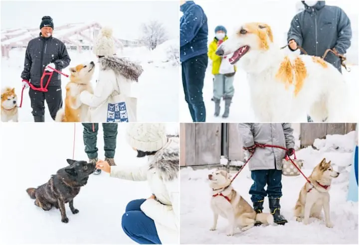 秋田縣秋田犬