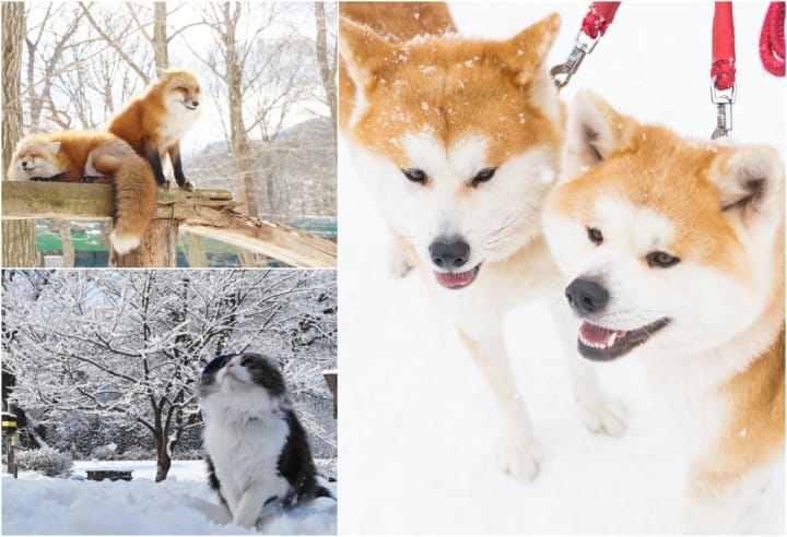 東北地方の癒し旅なら温泉 動物 秋田犬やネコ キツネと過ごす冬 Matcha 訪日外国人観光客向けwebマガジン