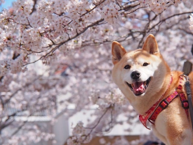 Sakura : Feria de Sake 2019