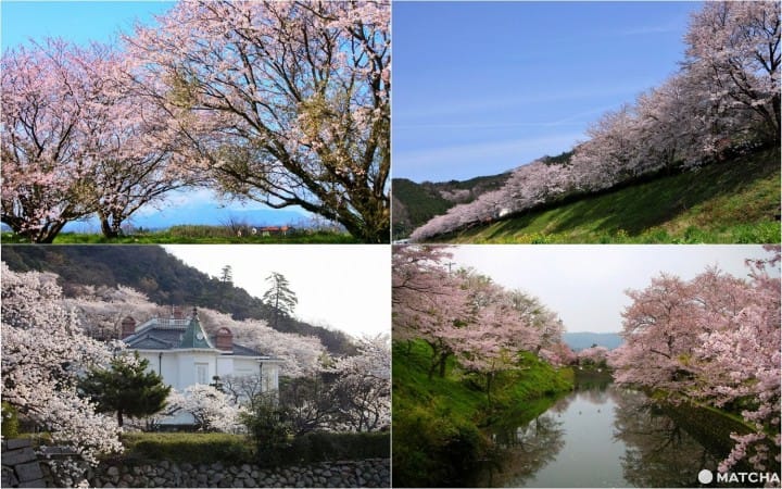 以大山和历史建筑为背景,拍下樱花美景!鸟取的梦幻樱花景点8选