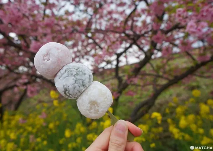 Kawazu Sakura Festival - See Cherry Blossoms Early!
