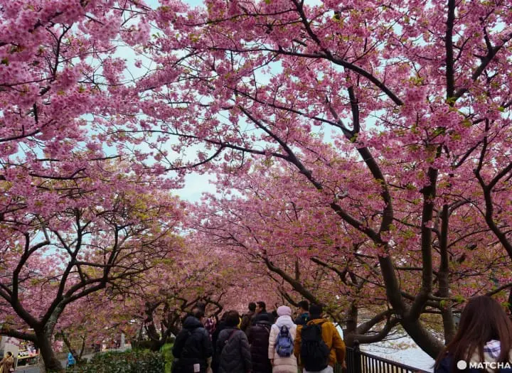 Kawazu Sakura Festival - See Cherry Blossoms Early!