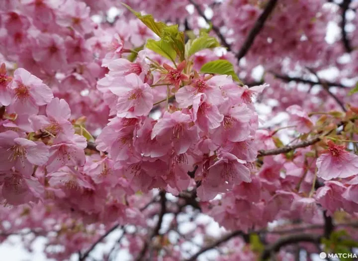Kawazu Sakura Festival - See Cherry Blossoms Early!