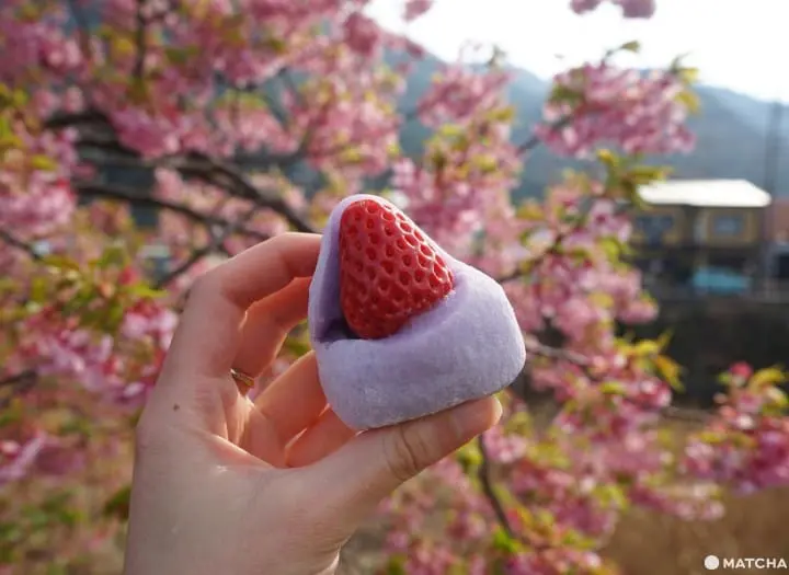 Kawazu Sakura Festival - See Cherry Blossoms Early!