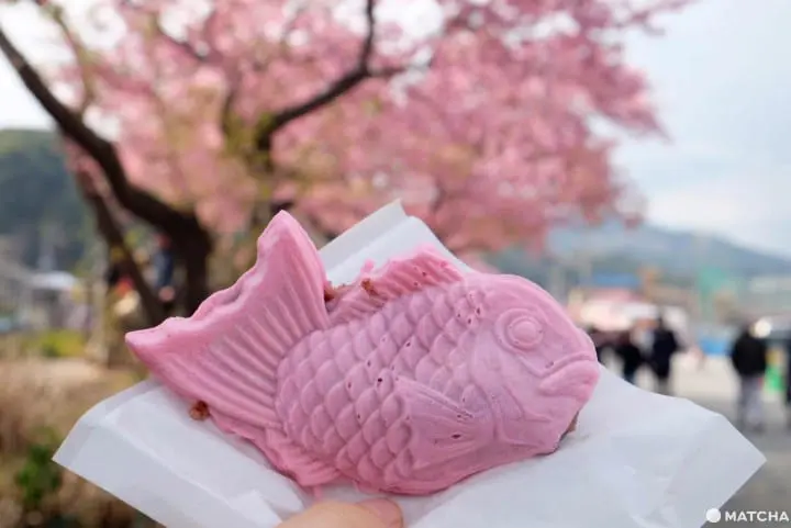 Kawazu Sakura Festival - See Cherry Blossoms Early!