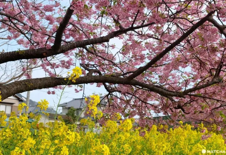Kawazu Sakura Festival - See Cherry Blossoms Early!