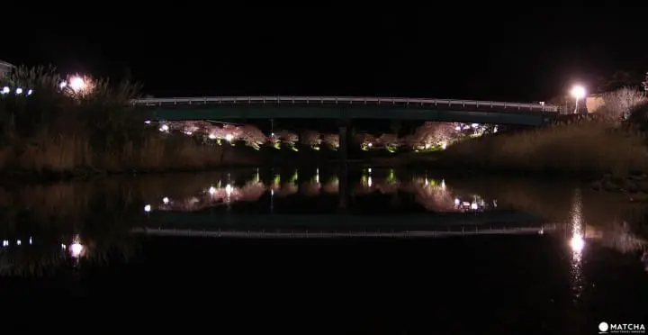 Kawazu Sakura Festival - See Cherry Blossoms Early!