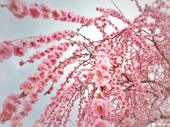 【三重铃鹿】似樱非樱似雾非雾的粉色仙境-铃鹿の森庭园