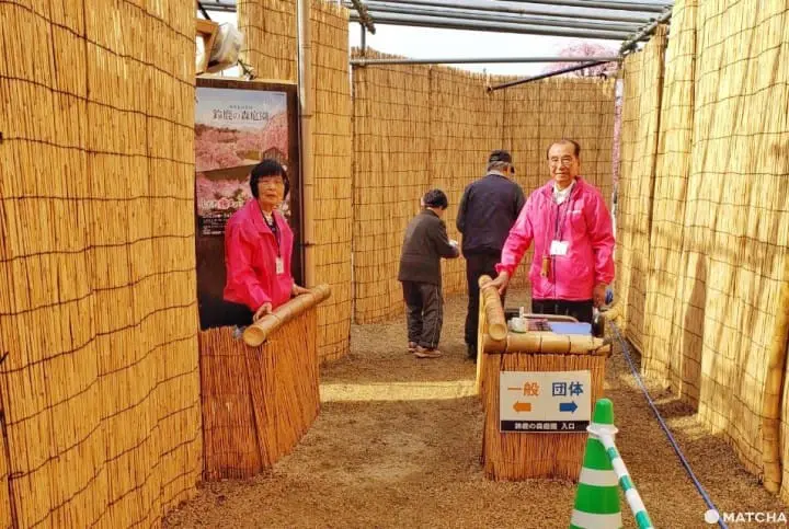 【三重铃鹿】似樱非樱似雾非雾的粉色仙境-铃鹿の森庭园