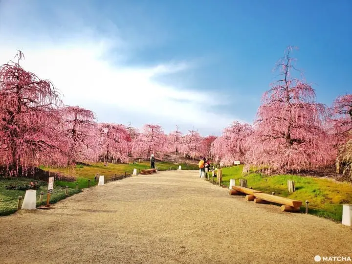 【三重铃鹿】似樱非樱似雾非雾的粉色仙境-铃鹿の森庭园