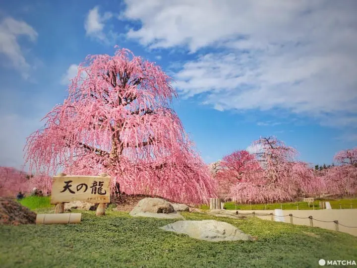 【三重铃鹿】似樱非樱似雾非雾的粉色仙境-铃鹿の森庭园