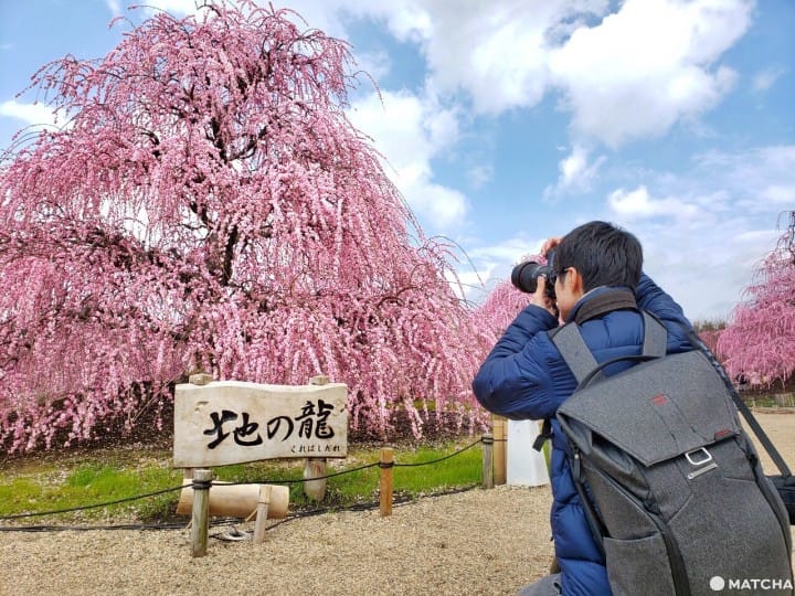 【三重 鈴鹿】似櫻非櫻似霧非霧的粉色仙境-鈴鹿の森庭園
