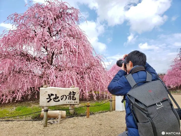 【三重铃鹿】似樱非樱似雾非雾的粉色仙境-铃鹿の森庭园