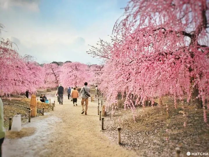 【三重铃鹿】似樱非樱似雾非雾的粉色仙境-铃鹿の森庭园