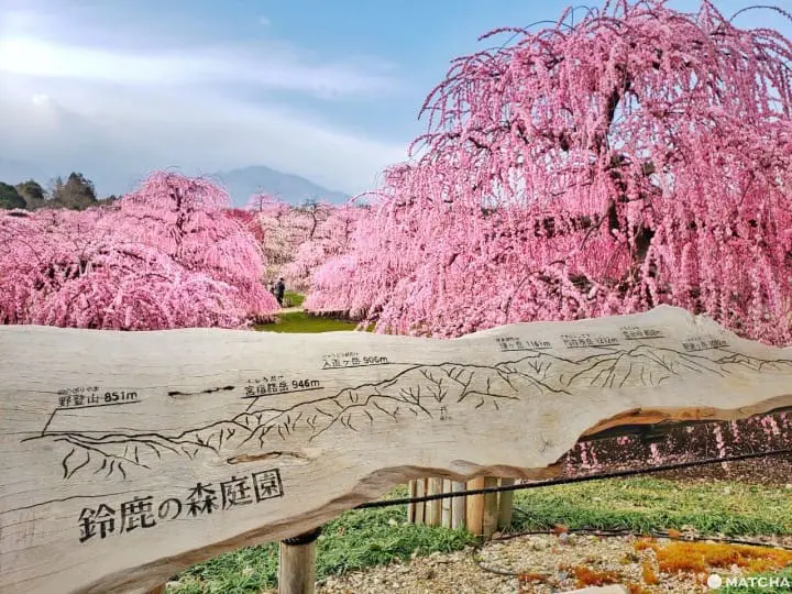 【三重铃鹿】似樱非樱似雾非雾的粉色仙境-铃鹿の森庭园