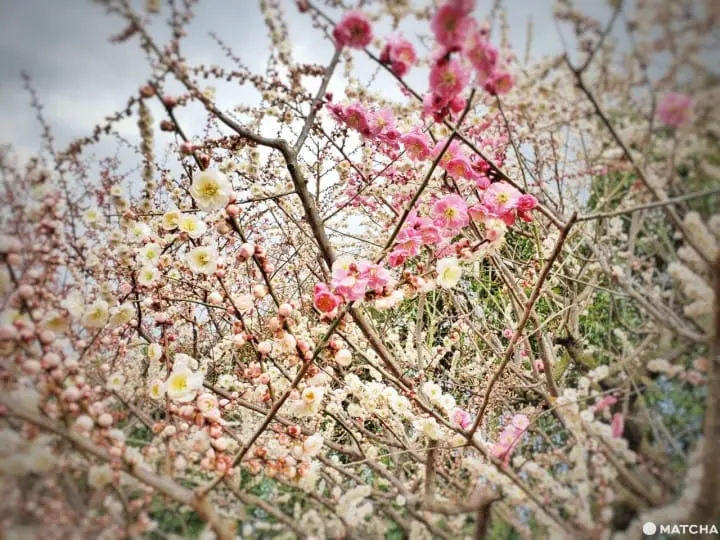 【三重铃鹿】似樱非樱似雾非雾的粉色仙境-铃鹿の森庭园