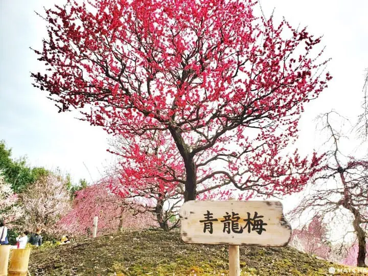 【三重铃鹿】似樱非樱似雾非雾的粉色仙境-铃鹿の森庭园