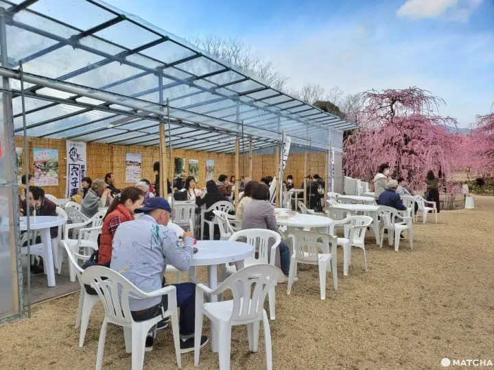 【三重铃鹿】似樱非樱似雾非雾的粉色仙境-铃鹿の森庭园