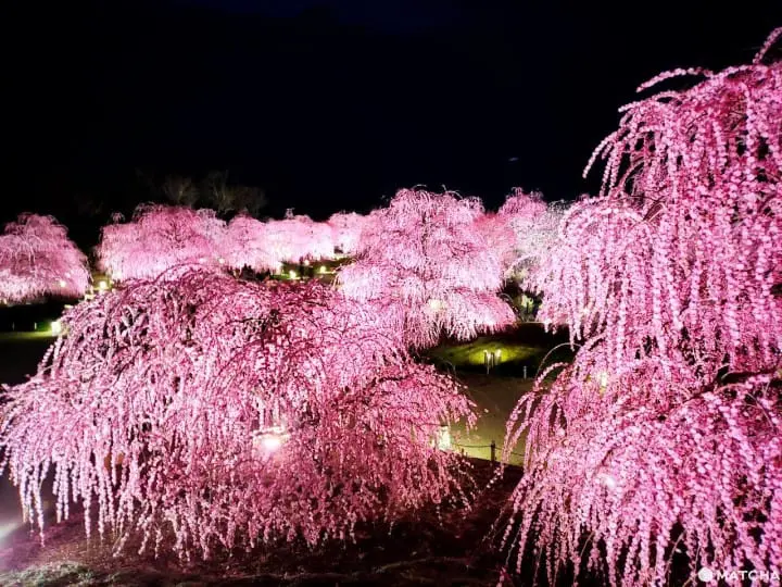 【三重铃鹿】似樱非樱似雾非雾的粉色仙境-铃鹿の森庭园