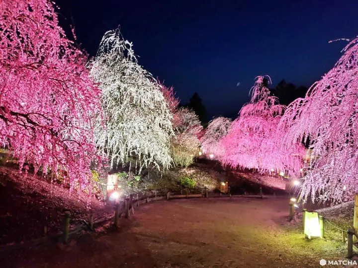 【三重铃鹿】似樱非樱似雾非雾的粉色仙境-铃鹿の森庭园