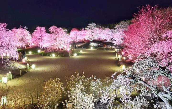 【三重铃鹿】似樱非樱似雾非雾的粉色仙境-铃鹿の森庭园