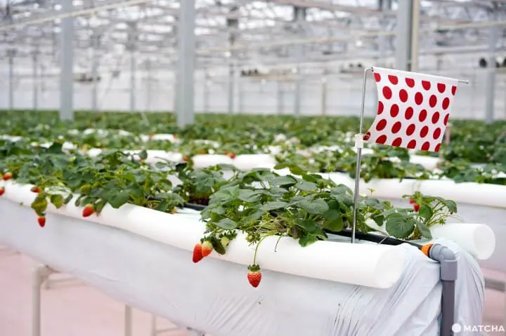 TOKYOK東京採草莓